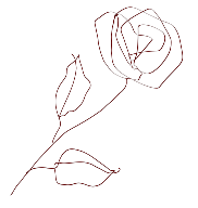 rose